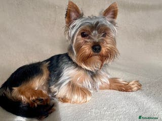 Yorkshire Terrier dogs HANDSOME SMALL YORKIE BOY FOR STUD in Dudley - Advert 6