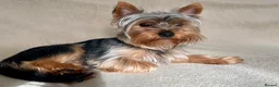 Yorkshire Terrier dogs for stud: HANDSOME SMALL YORKIE BOY FOR STUD in Dudley - Advert 1