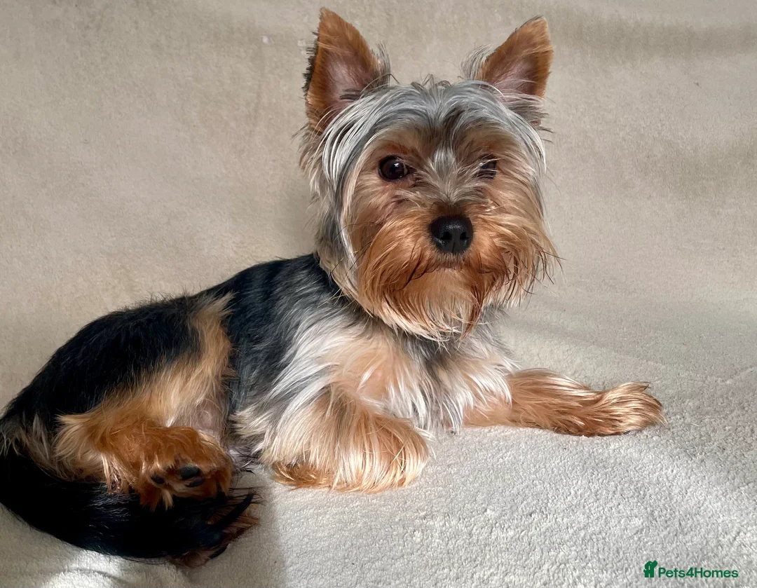 Yorkshire Terrier dogs for stud: HANDSOME SMALL YORKIE BOY FOR STUD in Dudley - Advert 1