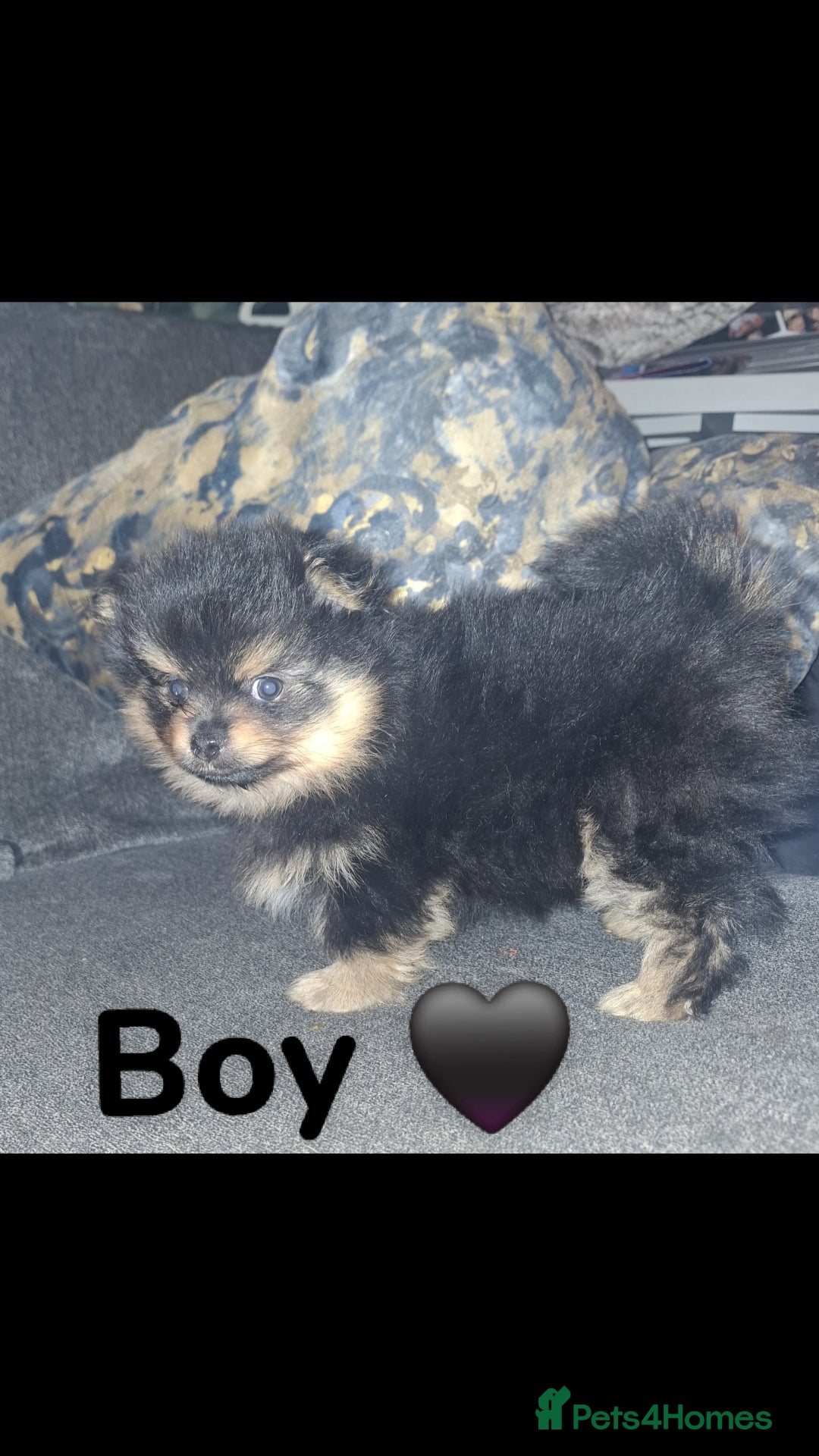 Pomeranian dogs for sale: Ready to leave last blk & tan & wlf sable boy - Advert 22