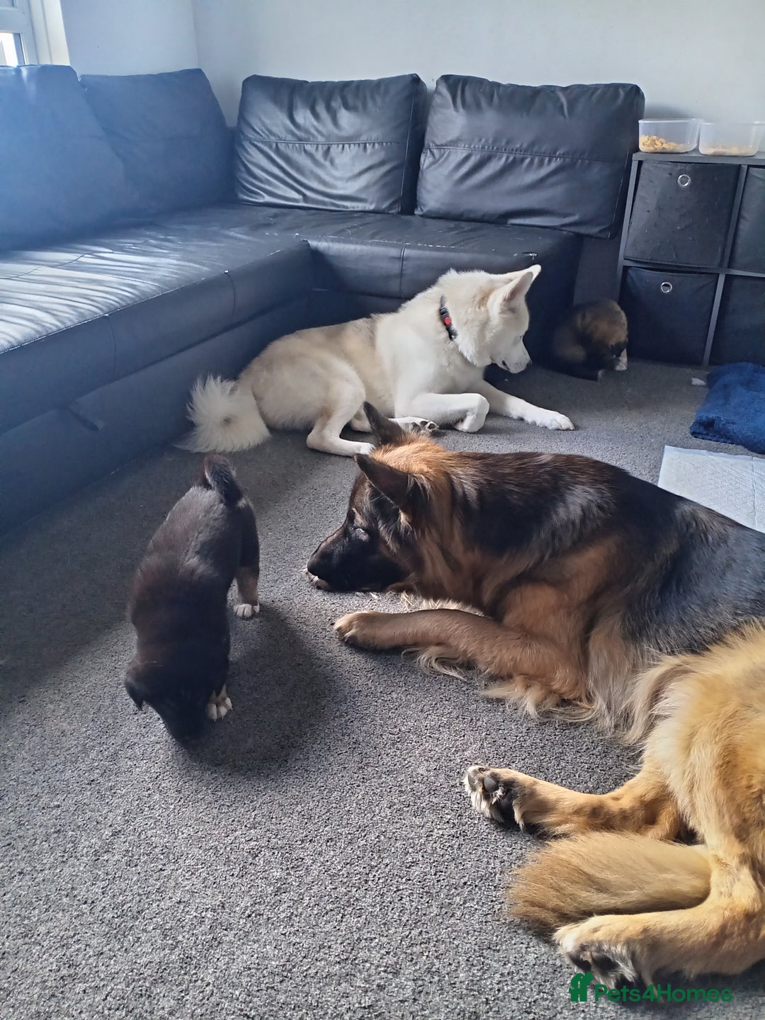 Shepsky dogs for sale: Shepsky puppies  - Image 4