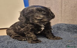 Cockapoo dogs for sale: 1 beautiful f1b girl cockapoo ready now  - Image 2