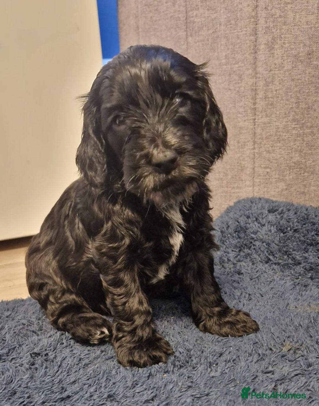 Cockapoo dogs for sale: 1 beautiful f1b girl cockapoo ready now  - Image 2