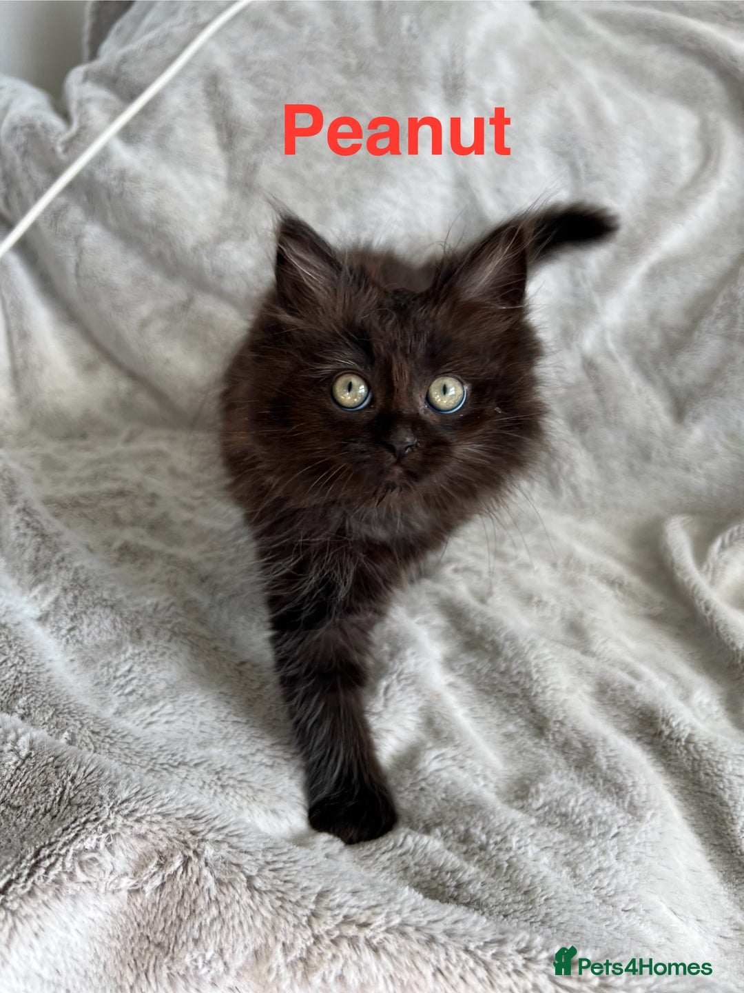 Persian cats for sale: **Last 2** Stunning litter of Persian/Ragdolls - Image 4