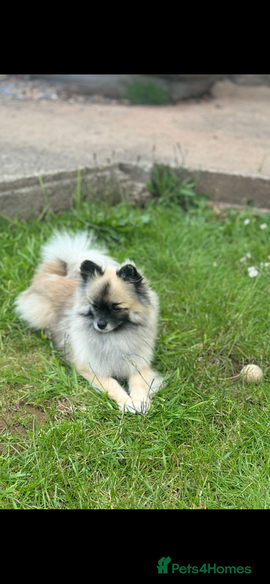 Pomeranian dogs for stud: 2kg, KC Registered, Proven, Pomeranian  in Cardiff - Advert 13