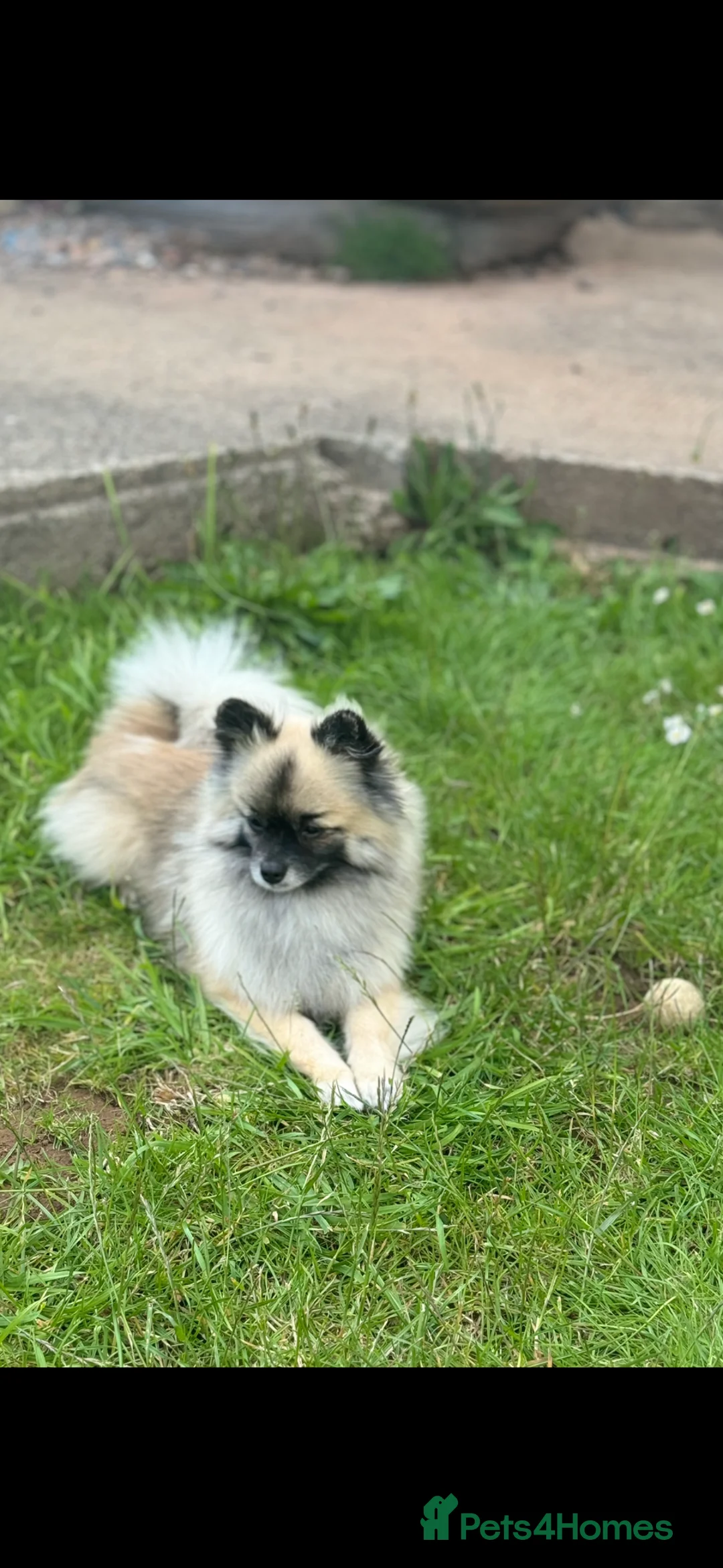 Pomeranian dogs for stud: 2kg, KC Registered, Proven, Pomeranian  in Cardiff - Advert 13