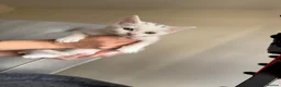 Mixed Breed cats for sale: Kittens  - Advert 11
