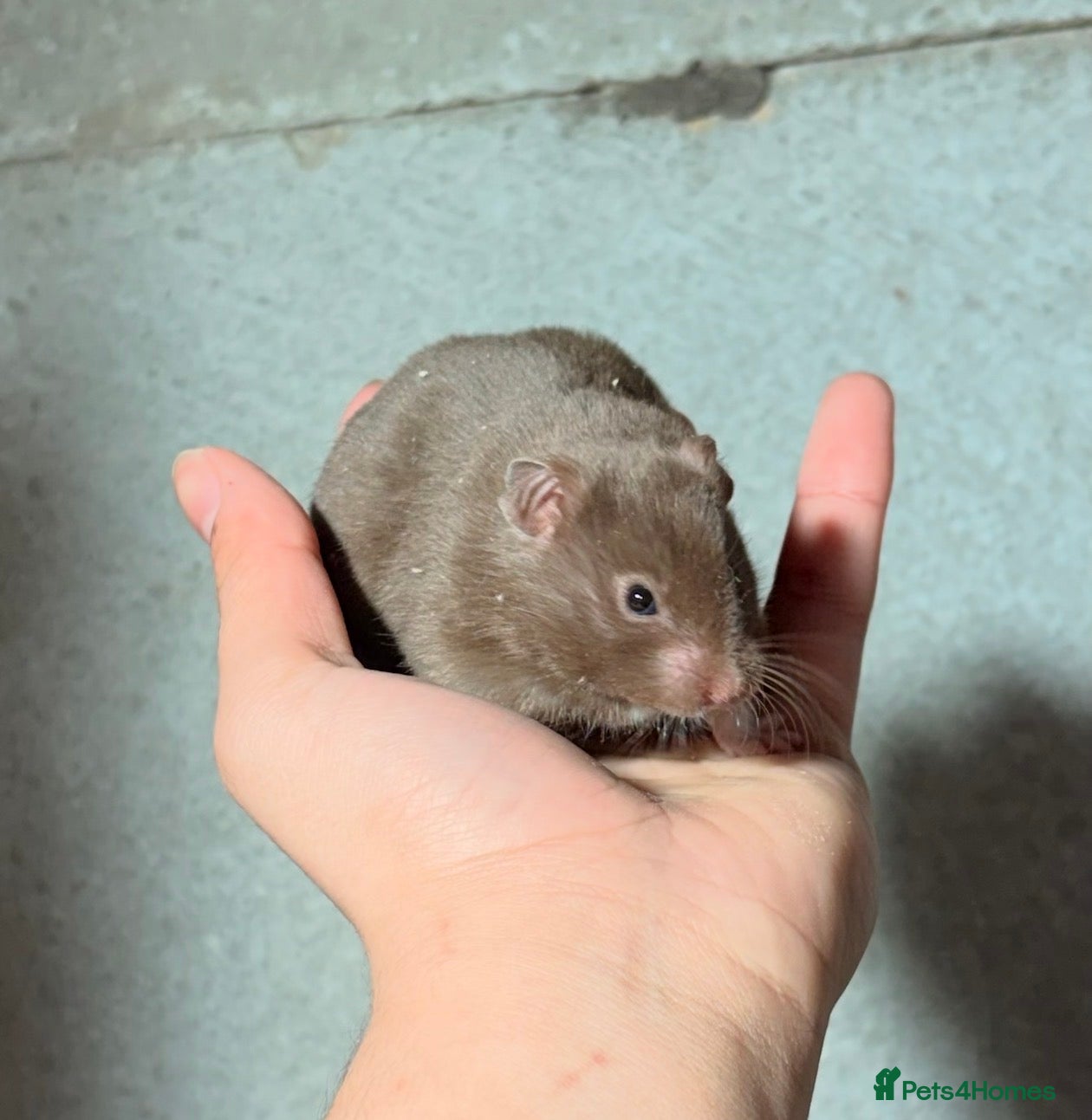 Hamster rodents BABY TAME PEDIGREE SYRIAN HAMSTERS  - Advert 6