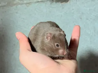 Hamster rodents BABY TAME PEDIGREE SYRIAN HAMSTERS - Advert 6