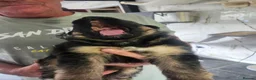 German Shepherd dogs for sale: German shepherd puppys  in Saint Austell - Advert 21