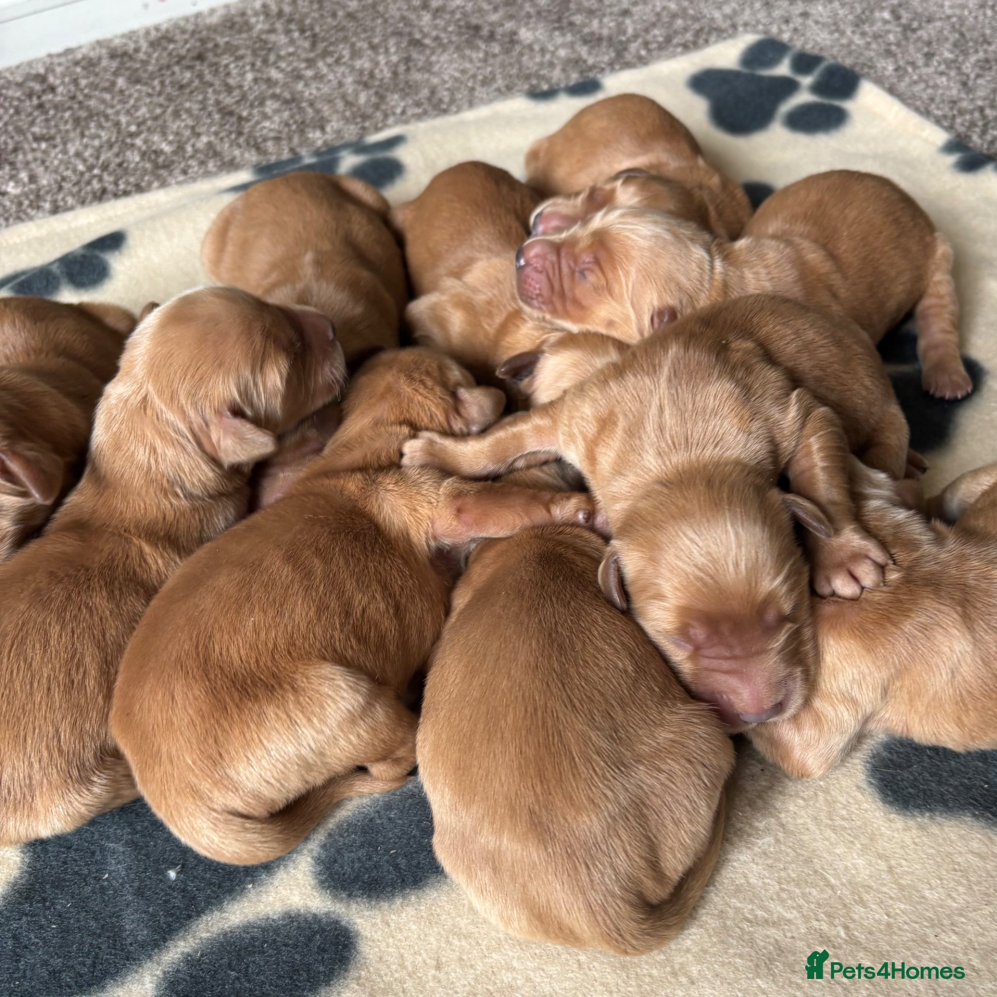 Golden Retriever dogs FOX RED, KC Reg puppies - Advert 2