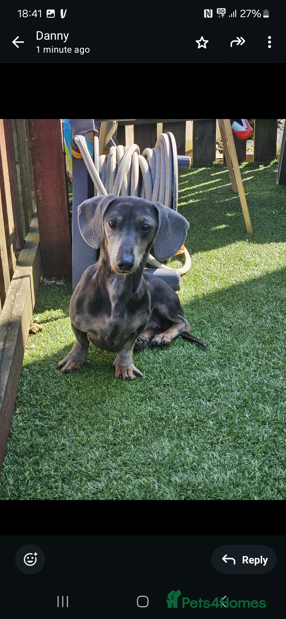 Miniature Dachshund dogs for sale: Blue tan dapple female - Image 4