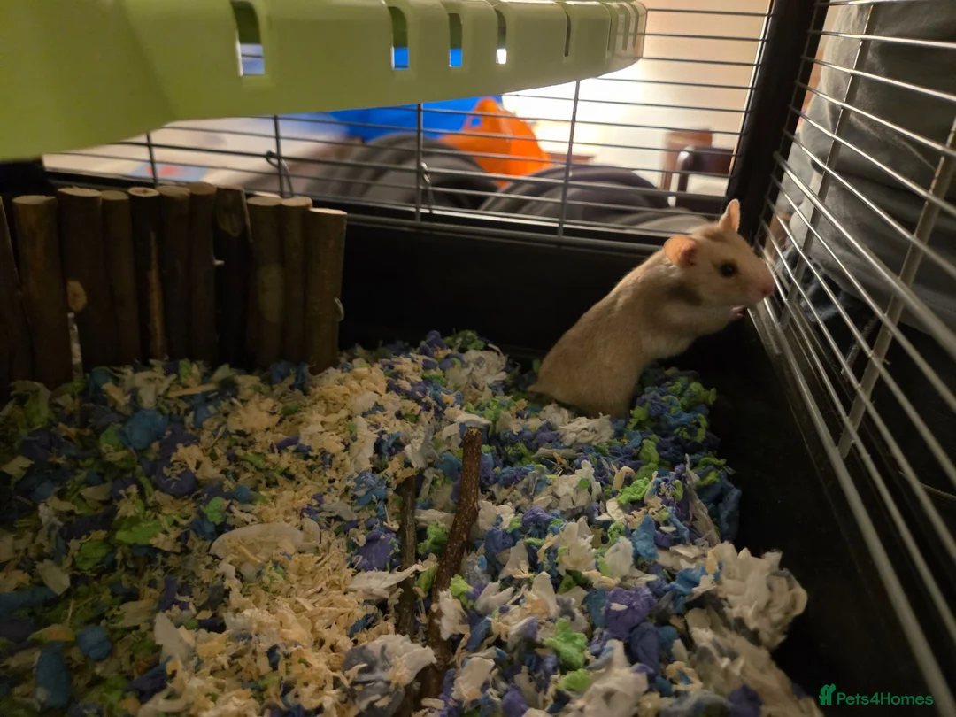 Hamster rodents for sale: Syrian Hamster for a lovely home in London - Advert 6