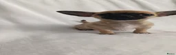 Chihuahua dogs for sale: 3 Chihuahus for sale. Available immediately. in Birmingham - Advert 12