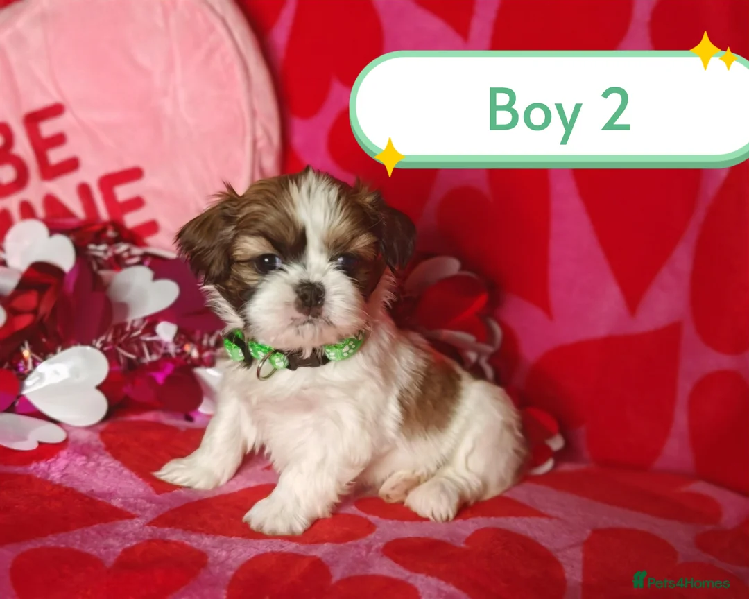 Shih Tzu dogs for sale: ❤️Beautiful pure bred shih tzu.😍😘 - Advert 7