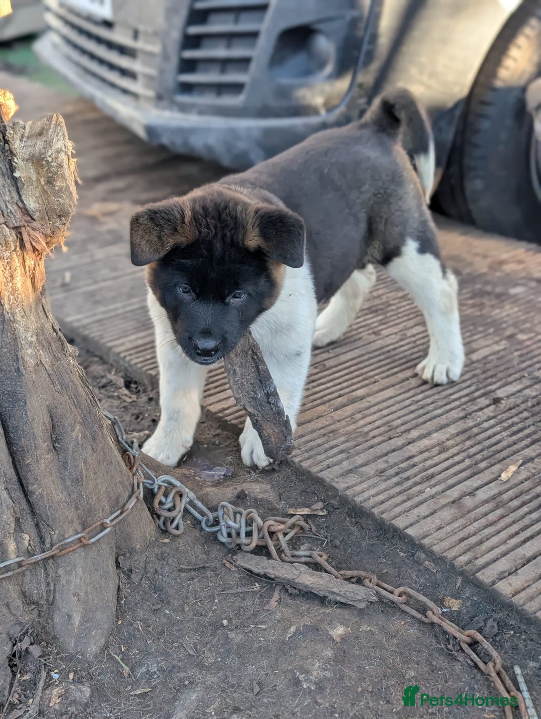 Akita dogs for sale: Akita male Puppy - Advert 1
