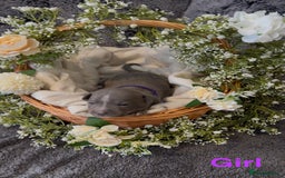 Staffordshire Bull Terrier dogs for sale: Stunning Staff Puppies  - Image 25