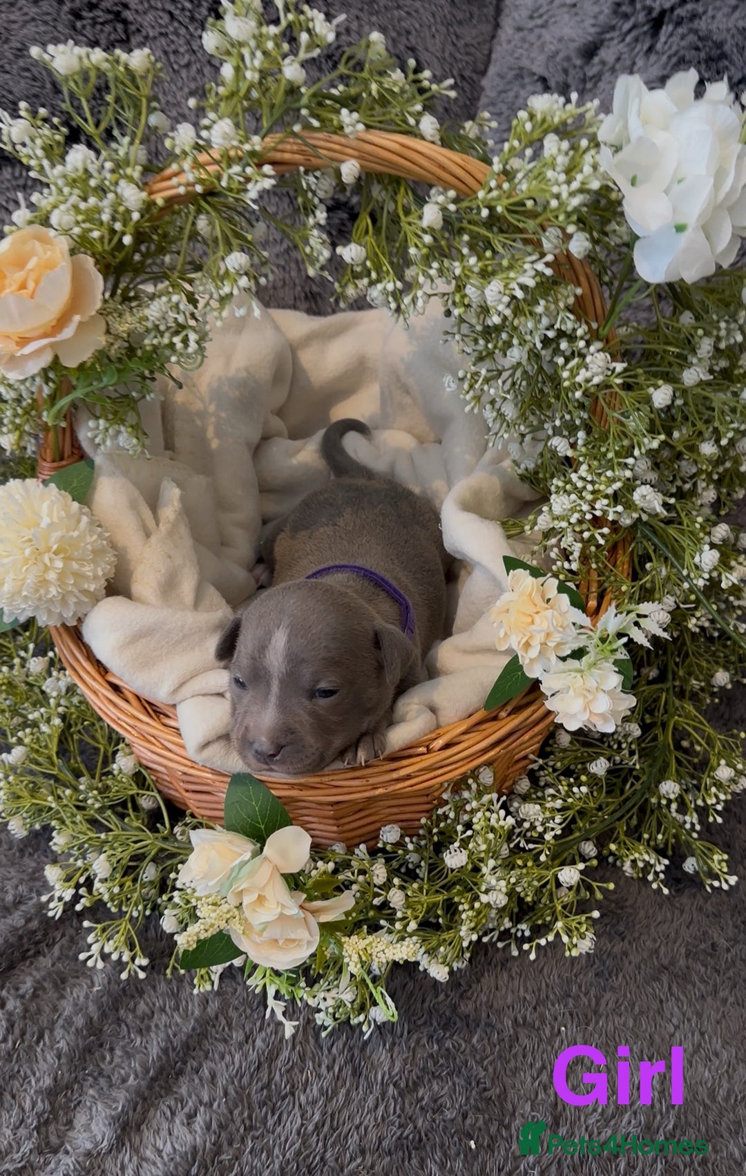 Staffordshire Bull Terrier dogs for sale: Stunning Staff Puppies  - Image 25