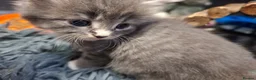 Mixed Breed cats for sale: 5 beautiful kittens for sale - Advert 17