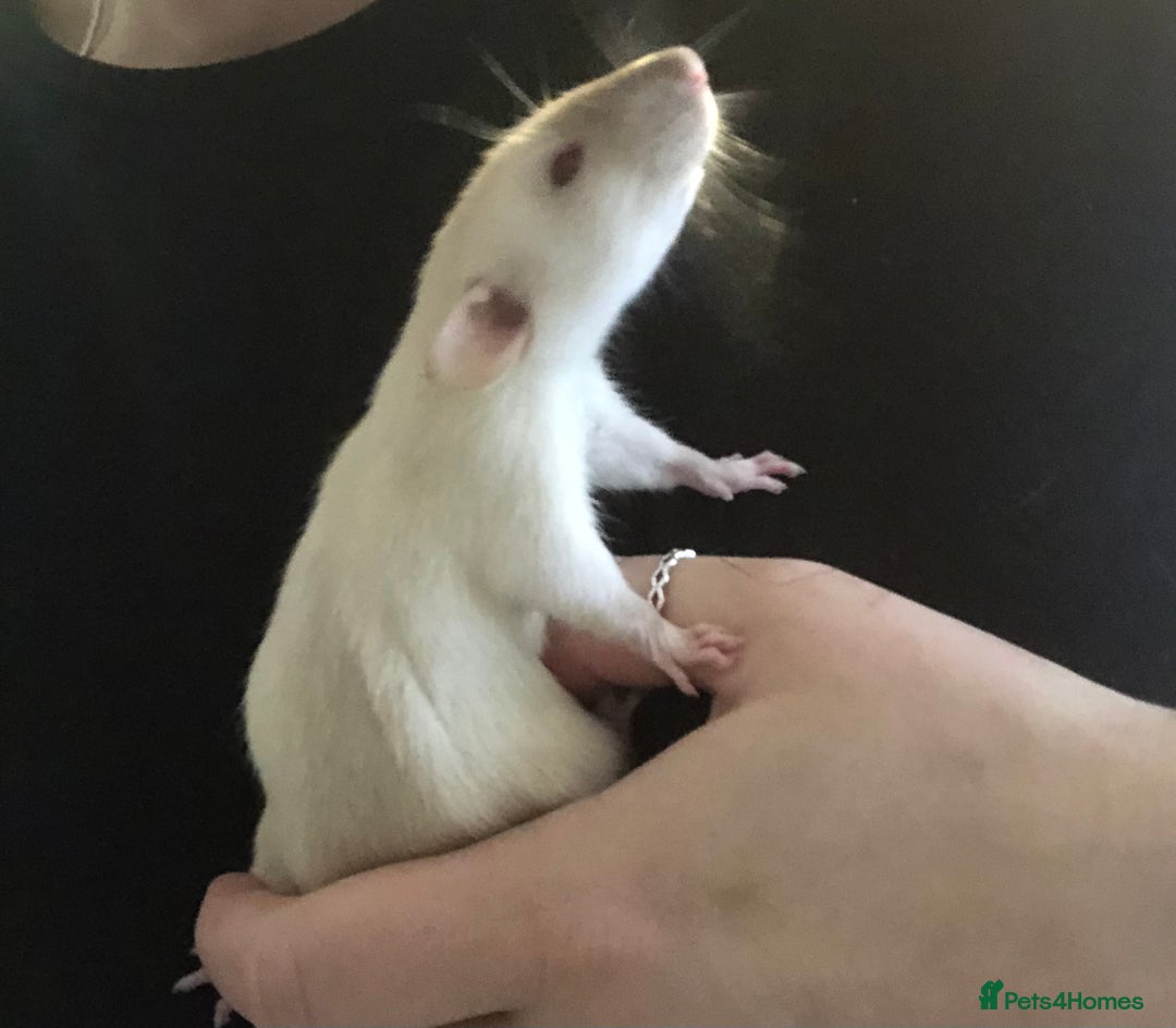 Rat rodents for sale: Baby dumbo rats - Advert 2