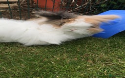 Angora rabbits for sale: Bonded pair of angora rabbits for rehoming  - Advert 4