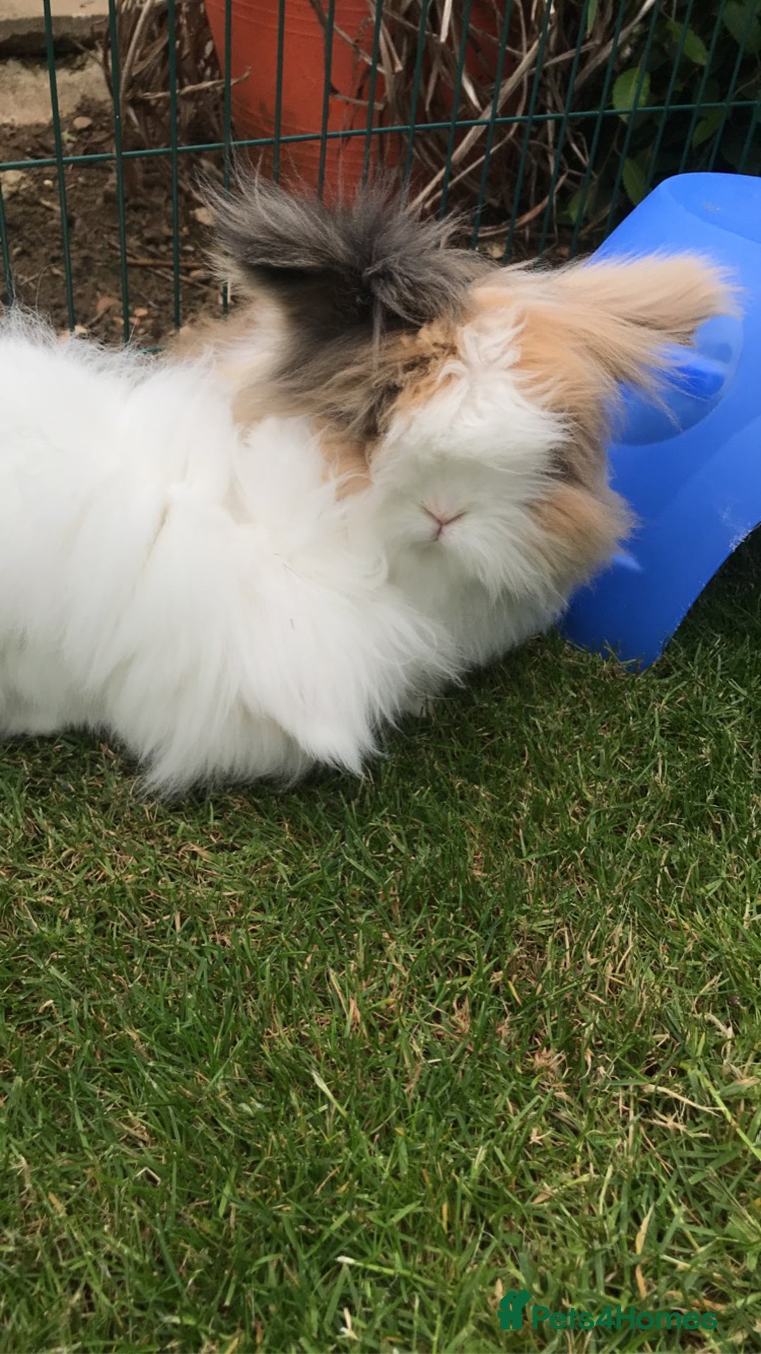 Angora rabbits for sale: Bonded pair of angora rabbits for rehoming  - Advert 4