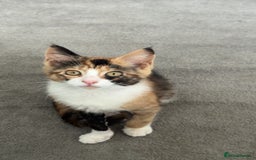 Mixed Breed cats for sale: Mixed tabby and ginger kitten  - Image 1