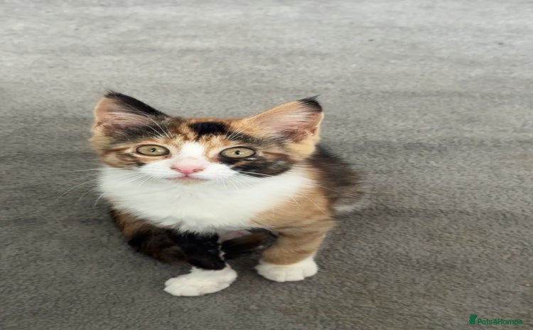 Mixed Breed cats - Advert 14