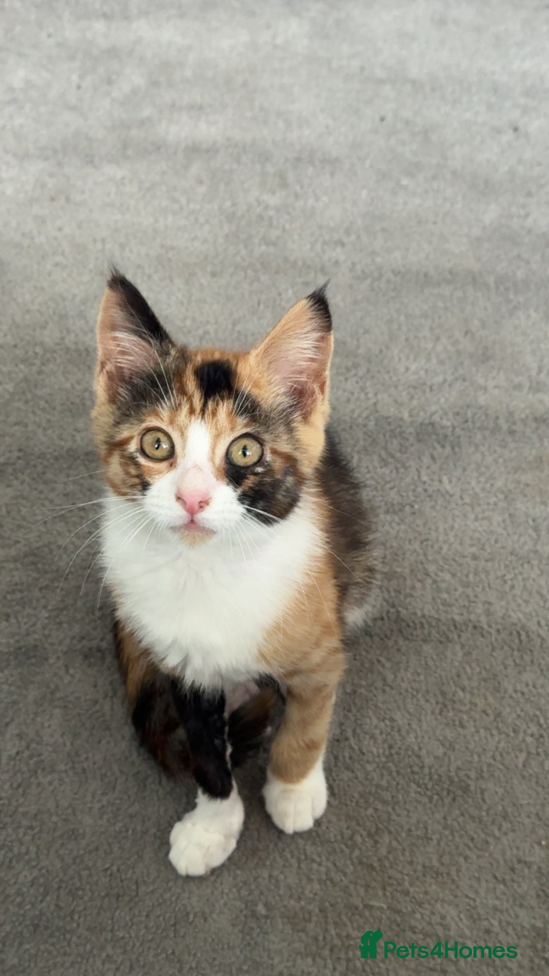 Mixed Breed cats for sale: Mixed tabby and ginger kitten  - Image 1
