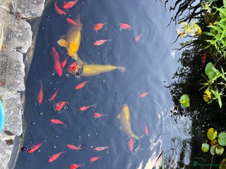 Koi Carp fish - Advert 3