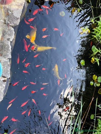 Koi Carp fish - Advert 1