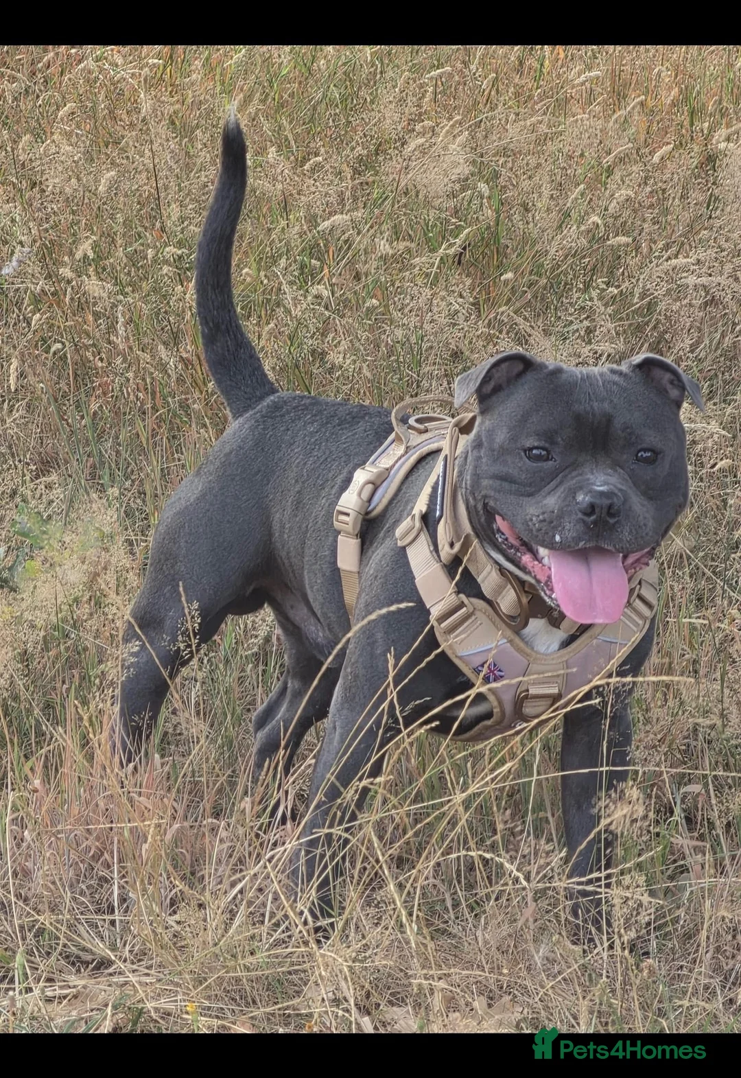 Staffordshire Bull Terrier dogs for stud: ZIGGY AVAILABLE FOR STUD HANDSOME PEDIGREE SBT in Nottingham - Advert 7
