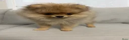 Pomeranian dogs for sale: Show Class MINI TOY POMERANIAN puppies for sale! - Advert 3