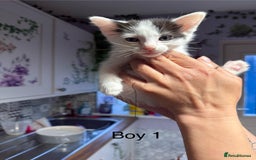Ragdoll cats for sale: Ragdoll cross siamese kittens  - Image 13