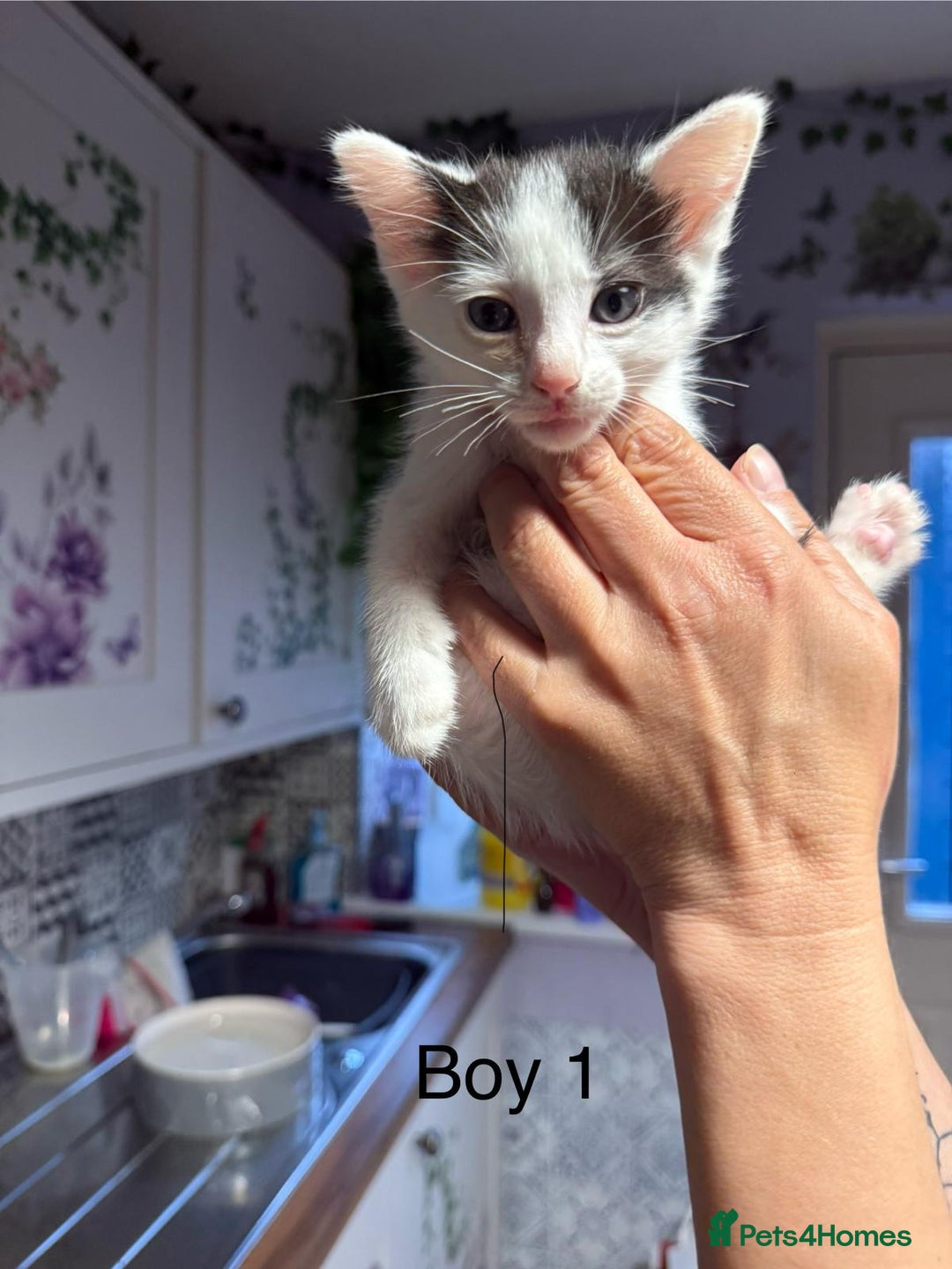 Ragdoll cats for sale: Ragdoll cross siamese kittens  - Image 13
