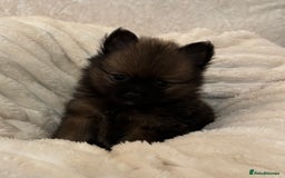 Pomeranian dogs for sale: 🐾 KC Registered Pomeranian Puppies 🐾 - Image 18