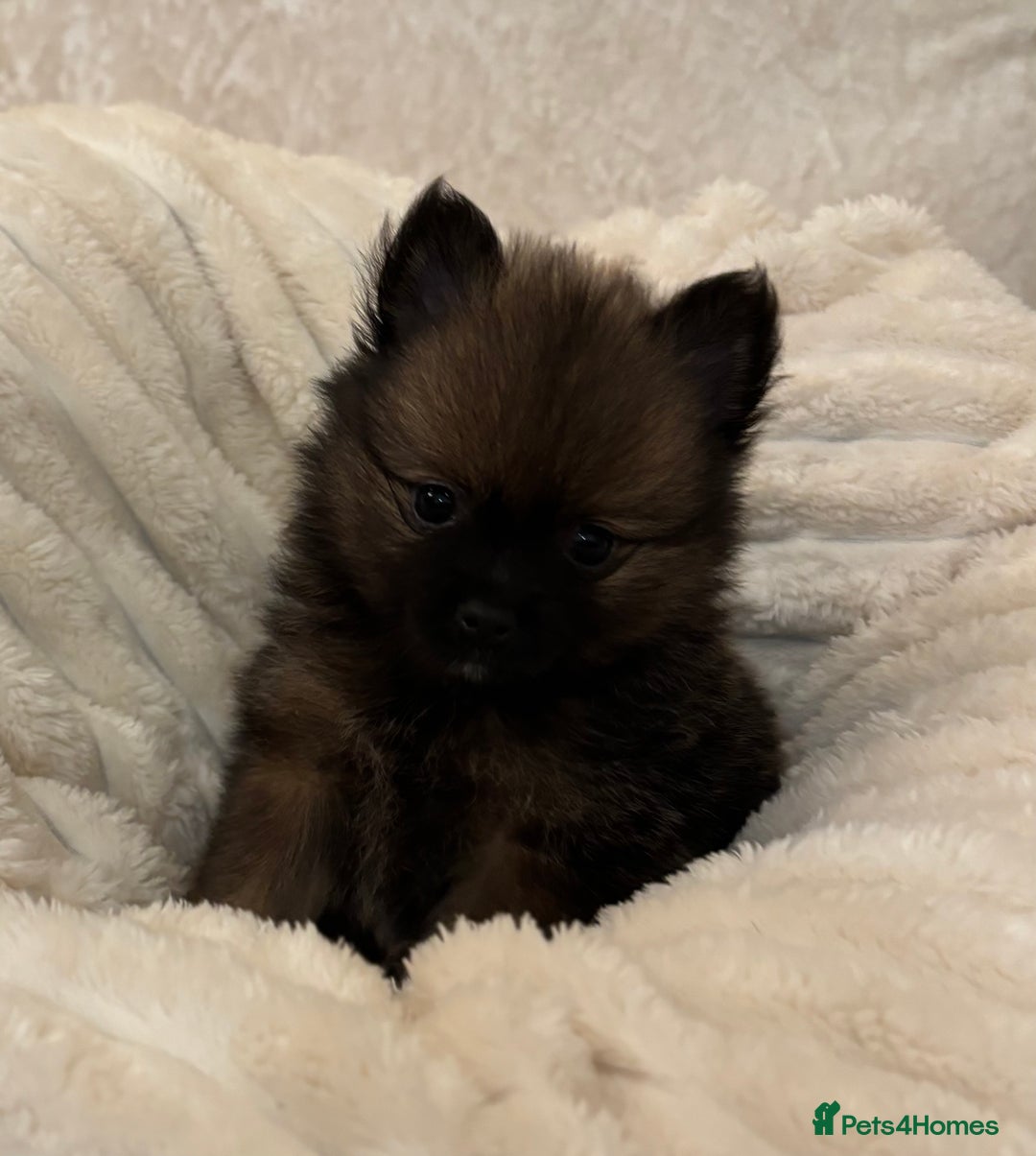 Pomeranian dogs for sale: 🐾 KC Registered Pomeranian Puppies 🐾 - Image 18