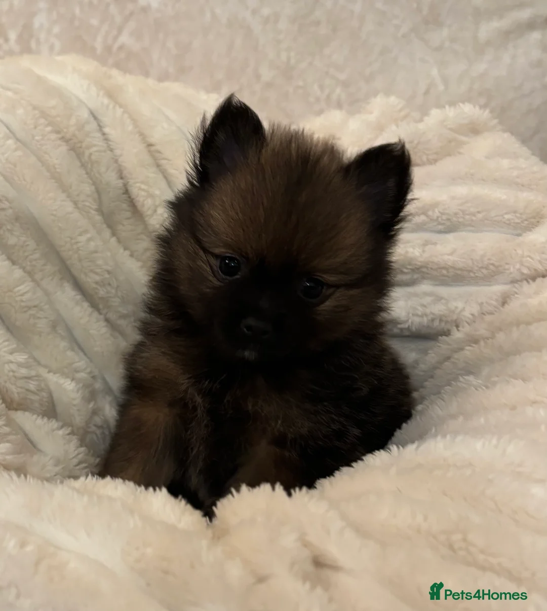 Pomeranian dogs for sale: 🐾 100% Pomeranian Puppies 🐾 - Advert 18