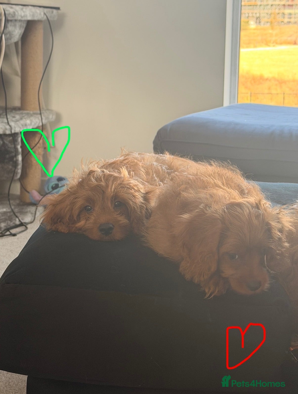 Cavapoo dogs ✨ TINY Fox Red F1 Cavapoos ✨ - Advert 2