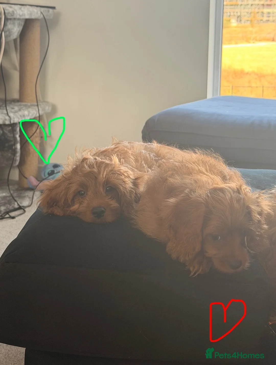 Cavapoo dogs for sale: ✨ TINY Fox Red F1 Cavapoos ✨ - Advert 2