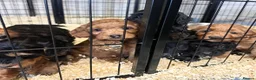 Cockapoo dogs for sale: ADORABLE COCKAPOOS  - Advert 9