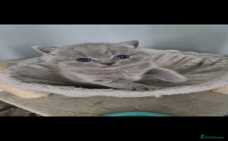 British Shorthair cats - Advert 4