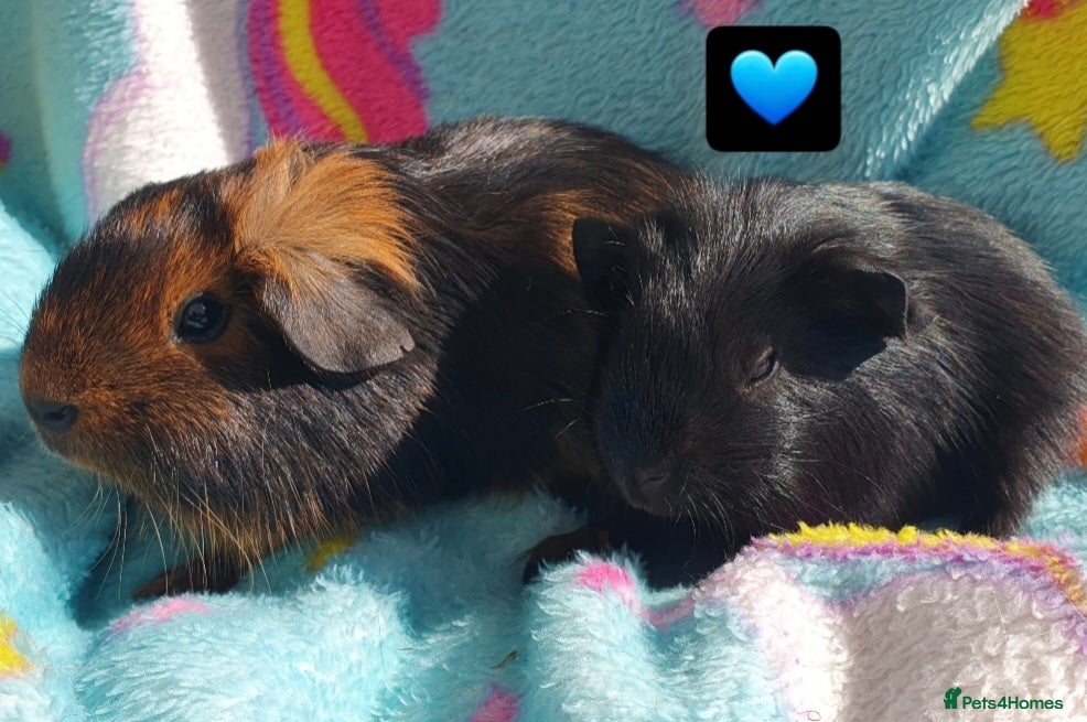 Guinea Pig rodents guinea pigs  - Advert 8