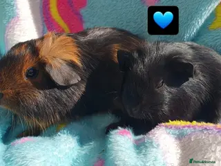 Guinea Pig rodents guinea pigs - Advert 8