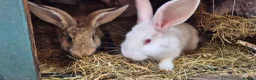 New Zealand rabbits for sale: Beautiful New Zealand bunny's  in Rotherham - Advert 8