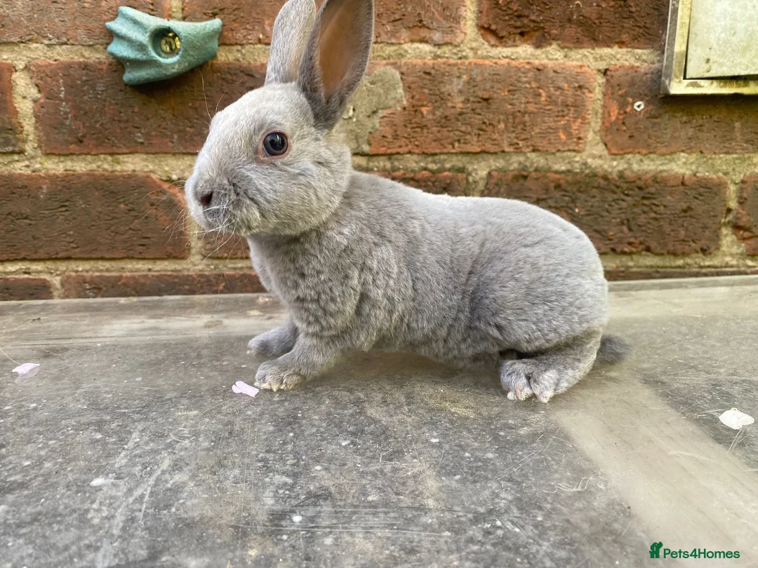 Rex rabbits for sale: Baby opal blue, showline, mini rex  - Advert 2