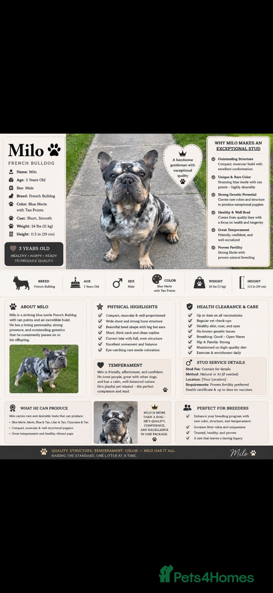 French Bulldog dogs Stud ready - Advert 16