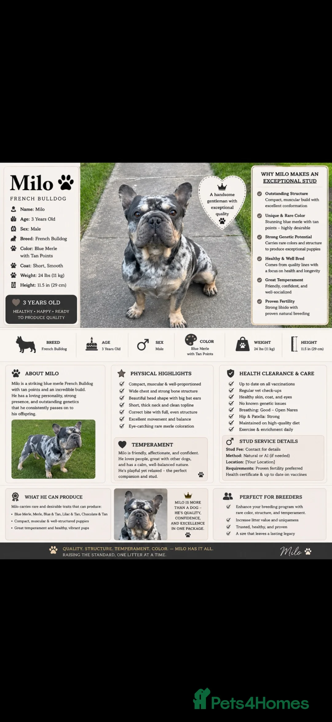 French Bulldog dogs for stud: Stud ready - Advert 1