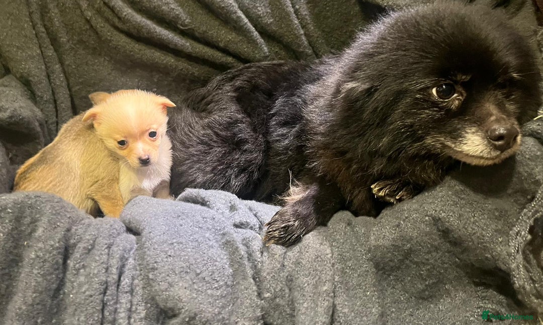 Pomchi dogs for sale: Pomeranian puppy's  - Advert 13