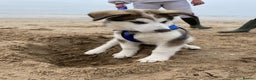 Siberian Husky dogs for stud: Beautiful proven Siberian Husky ready for stud! in Preston - Advert 9